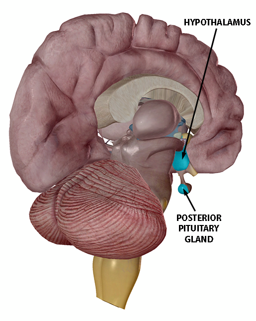 VB News Desk: Epigenetics, Oxytocin, And Mother-Baby Interactions